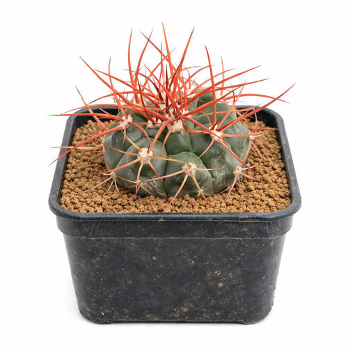 Gymnocalycium nigriareolatum