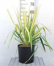 Yucca flaccida golden sword - golden,