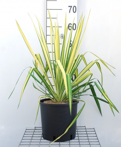 Yucca flaccida golden sword - flaccida,