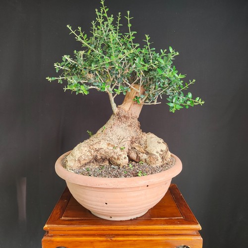 Pre bonsai esemplare di - bonsai,