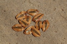 SEQUOIA GIGANTE - SEQUOIADENDRON GIGANTEUM, 10 SEMI SELEZIONATI