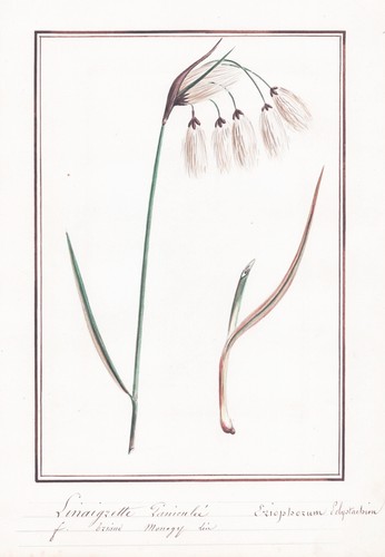Linaigrette eriophorum - linaigrette,