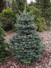 Abete balsamico blu, Abies