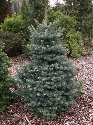 Abete balsamico blu abies - blu,,