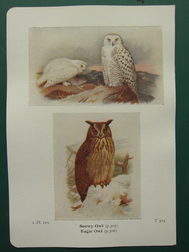 Stampa uccelli vintage - vintage, ~