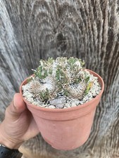 Euphorbia flanaganii - euphorbia,