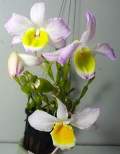 Dendrobium findlayanum