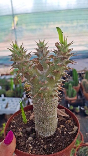 Pachypodium horombense piante