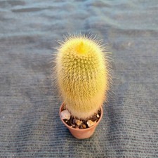 Notocactus leninghausii  vaso