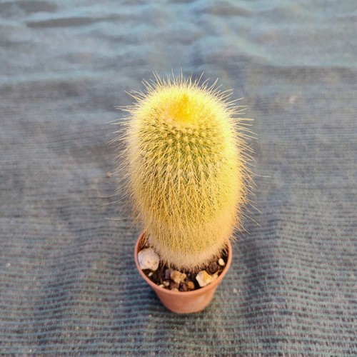 Notocactus leninghausii vaso - ,
