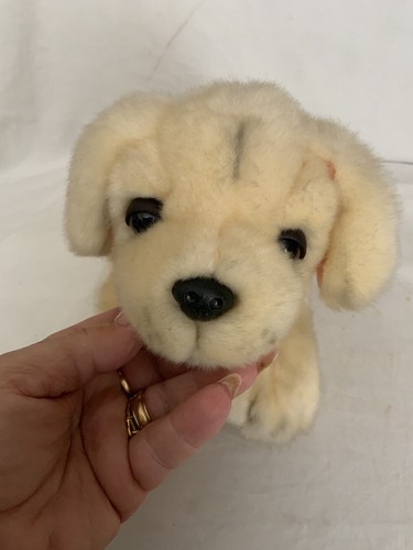 Fao nero golden - golden, labrador