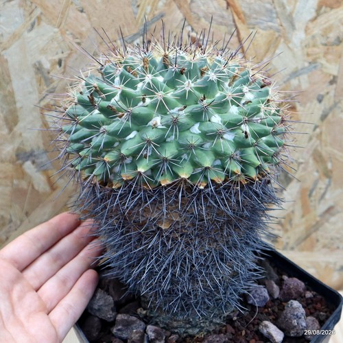 Mammillaria melanocentra vaso - melanocentra,