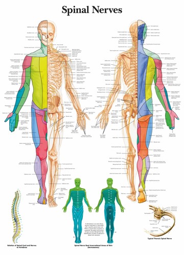 Spinal nerves posters prints - nerves,