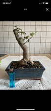 Bonsai Agrifoglio