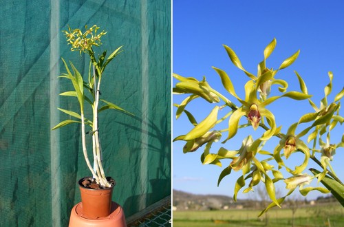 Dendrobium shower - dendrobium,