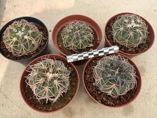 Wholesale pack gymnocalycium - wholesale,