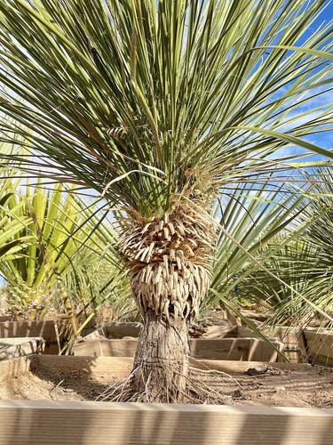 Rare yucca elata exotic - exotic, soap