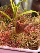 Nepenthes jamban "Best