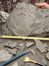 Fossile di ammonite