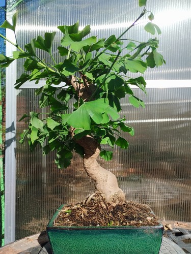 Bonsai ginkgo biloba kifu - di,