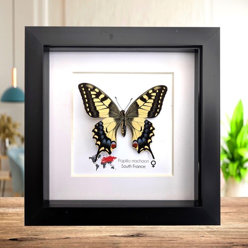Framed taxidermy butterfly