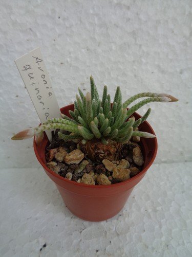 Avonia quinaria cactus - we,