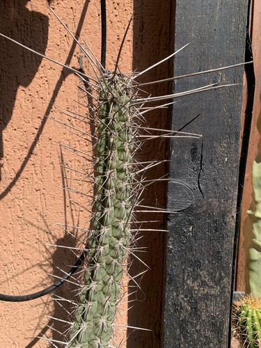 Leucostele deserticola cactus - deserticola,