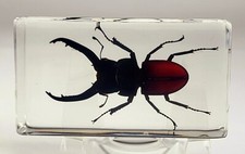 2.8" Real Stag Beetle in Clear