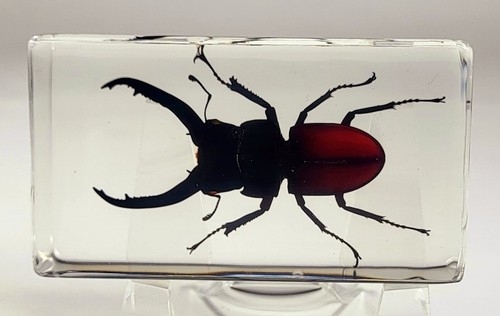 Fermacarte vero scarabeo - fermacarte,