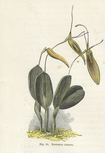 Orchidea restrepia stampa - restrepia,