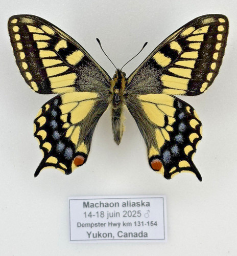Entomology papilio machaon - -,