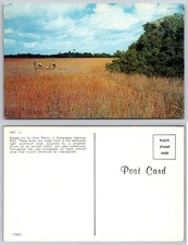 Cartolina Airboat Parco