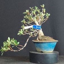 Satsuki azalea hibai - satsuki, nikishi