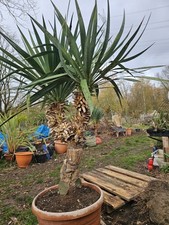 🌴Yucca Gloriosa 160 cm / 80