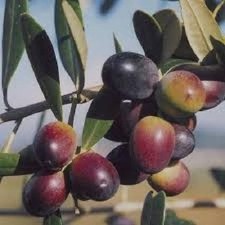 Pianta di ulivo Leccino foto