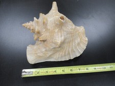 Per Parti Conchiglia Di Mare