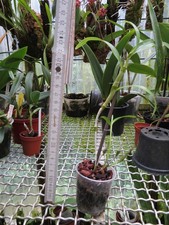 Dendrobium signatum syn d - dendrobium,
