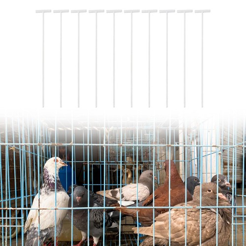 10pcs piccion uccelli - , ingresso