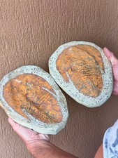 Fossili * GRANDE TRILOBITE Paradoxides CON NEGATIVO