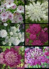 Semi di Astrantia Major HP -