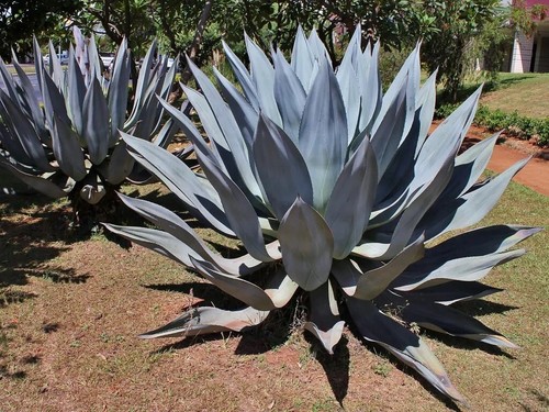 Pianta del secolo - , aloe