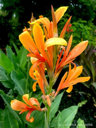 Canna lily rhizomes giant - canna,
