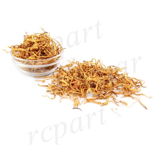 Fiori cordyceps coltivati - cordyceps,