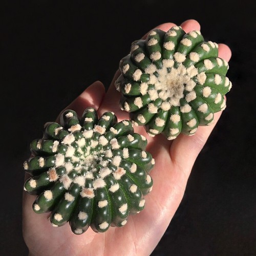 Notocactus uebelmannianus - notocactus,