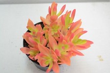 Pianta di RED SPART Succulente