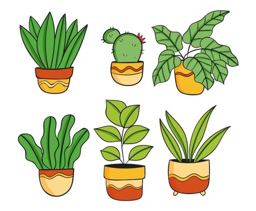 Piante grasse cactus e - grasse,