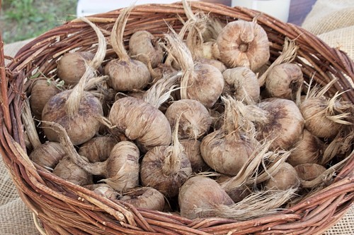 100 bulbi zafferano crocus - bulbi,