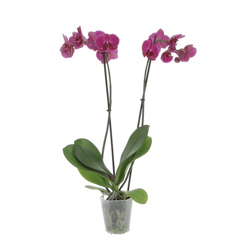 Kentis orchidea phalaenopsis - kentis,