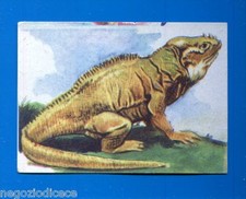 ANIMALI - Lampo 1964 -