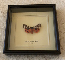 Real Garden Tiger Moth - Hand Set & Framed In UK Beautiful Gift- taxidermy